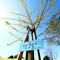 1番ティの近くに植えられた桜 2022年 Tポイント×ENEOSゴルフトーナメント 事前 大山亜由美