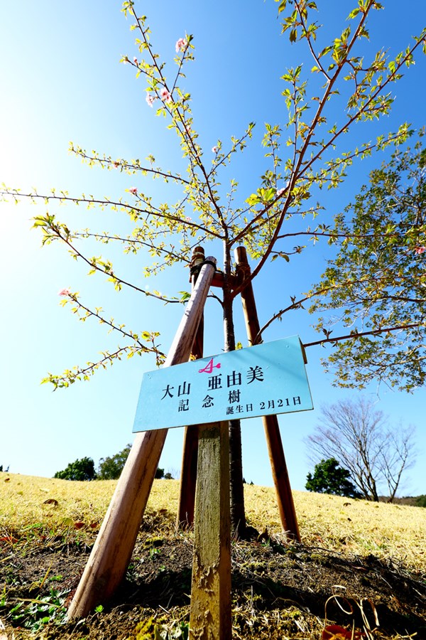 2022年 Tポイント×ENEOSゴルフトーナメント 事前 大山亜由美 1番ティの近くに植えられた桜