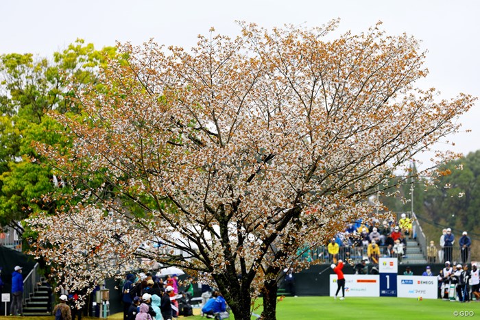 1番にある桜の木まだ6分ぐらいですかね 2022年 Tポイント×ENEOSゴルフトーナメント 初日 コース