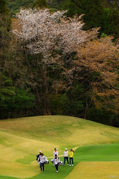 所々に桜の木が 2022年 Tポイント×ENEOSゴルフトーナメント 2日目 コース