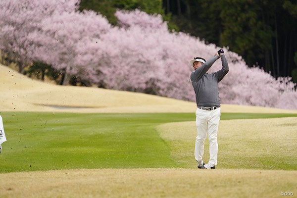 桜をバックにティショット