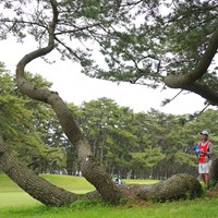 5番ティショットは左へ。ボールは横たわる松の木の根元へ。 2022年 アジアパシフィックダイヤモンドカップゴルフ 最終日 中島啓太