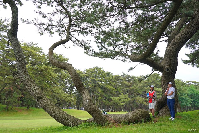 5番ティショットは左へ。ボールは横たわる松の木の根元へ。 2022年 アジアパシフィックダイヤモンドカップゴルフ 最終日 中島啓太