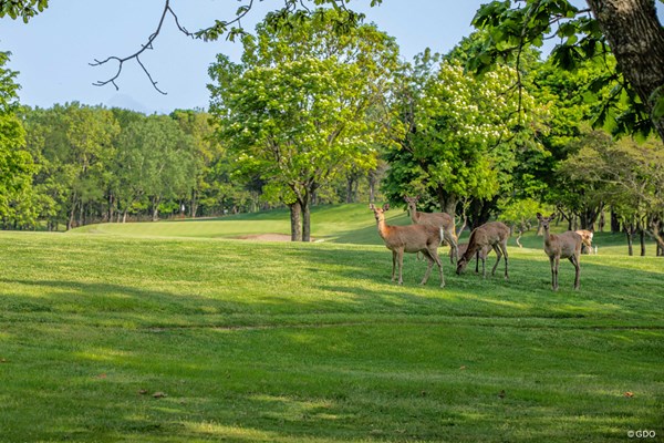 ゴルフ日和 室蘭ゴルフ倶楽部 大自然に囲まれた立地だけに野生動物との遭遇も珍しくはない