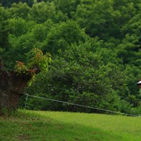 木を越えてナイスパーセーブ 2022年 ASO飯塚チャレンジドゴルフトーナメント 2日目 リュー・ヒョヌ