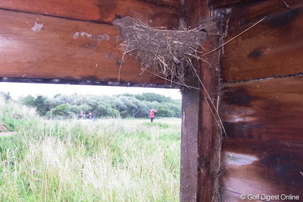 2010年 全英リコー女子オープン2日目 ツバメの巣 雨宿りに入った小屋の軒にツバメの巣がありました