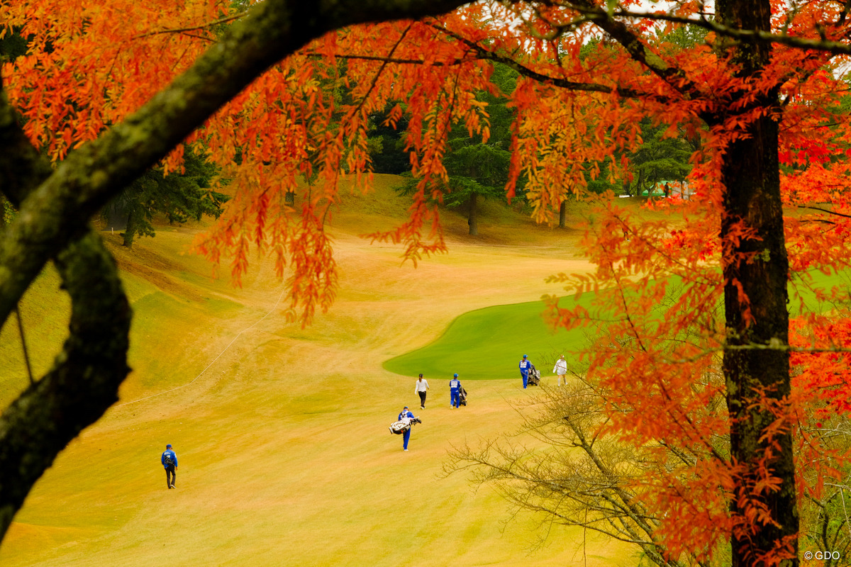 紅葉のカーテン