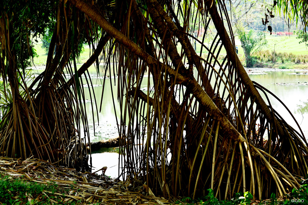 ジャングルぽい