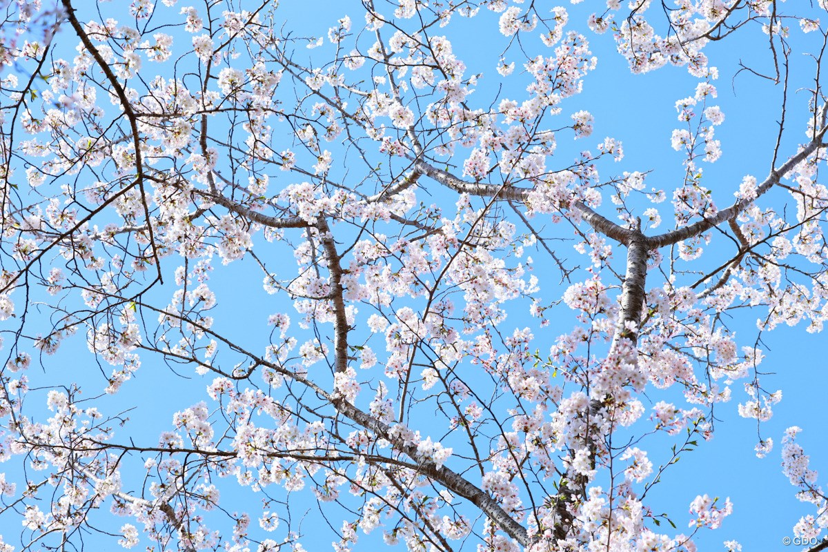 2023年 ヤマハレディースオープン葛城 初日 桜
