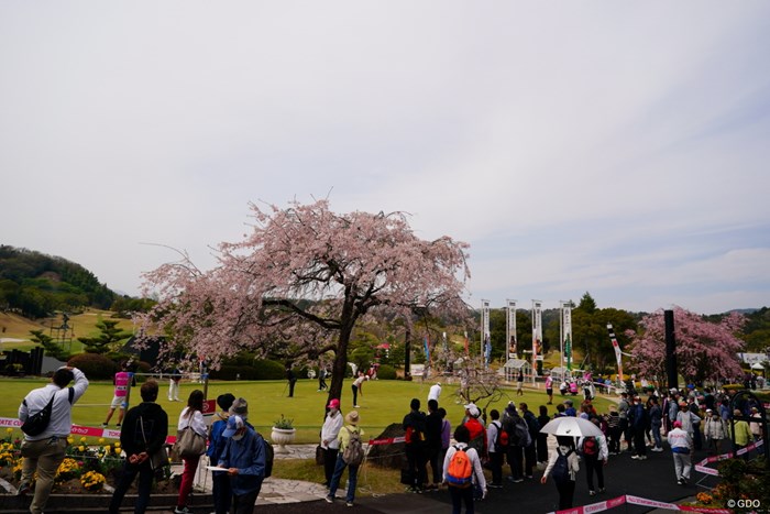 桜とこいのぼりもある 2023年 東建ホームメイトカップ 2日目 パッティンググリーン