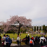桜とこいのぼりもある 2023年 東建ホームメイトカップ 2日目 パッティンググリーン