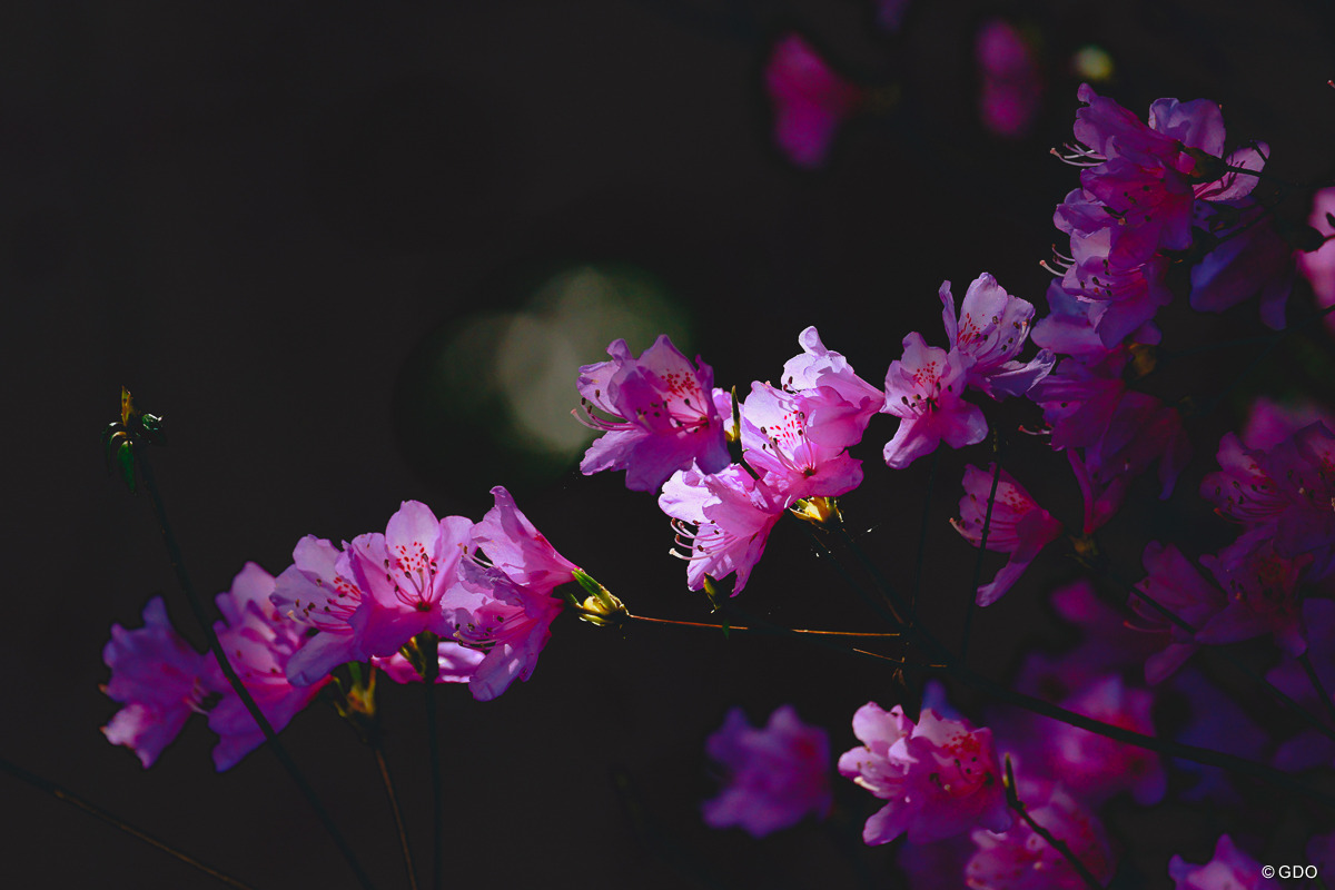 桜もいいけどさつきもね