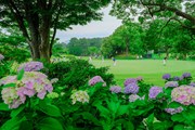 2023年 ASO飯塚チャレンジドゴルフトーナメント 3日目 紫陽花