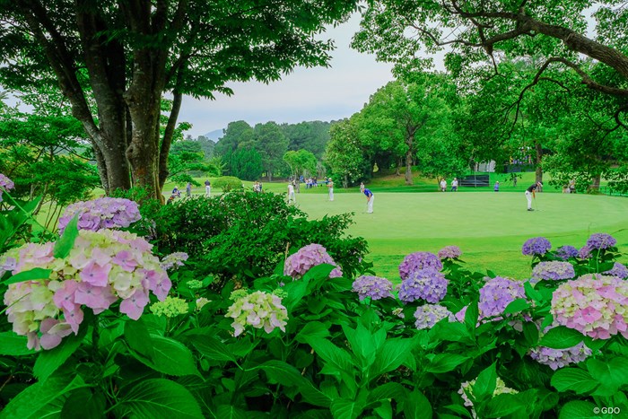 梅雨ですね 2023年 ASO飯塚チャレンジドゴルフトーナメント 3日目 紫陽花