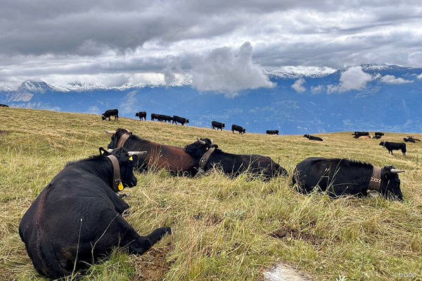 2023年 オメガ ヨーロピアンマスターズ 事前 スイスのコース アルプスのコースのそばには牛も…