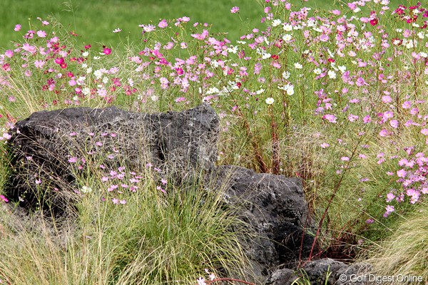 2010年 SANKYOレディースオープン初日 コスモス コースにコスモスの花が咲いていて秋を感じます。