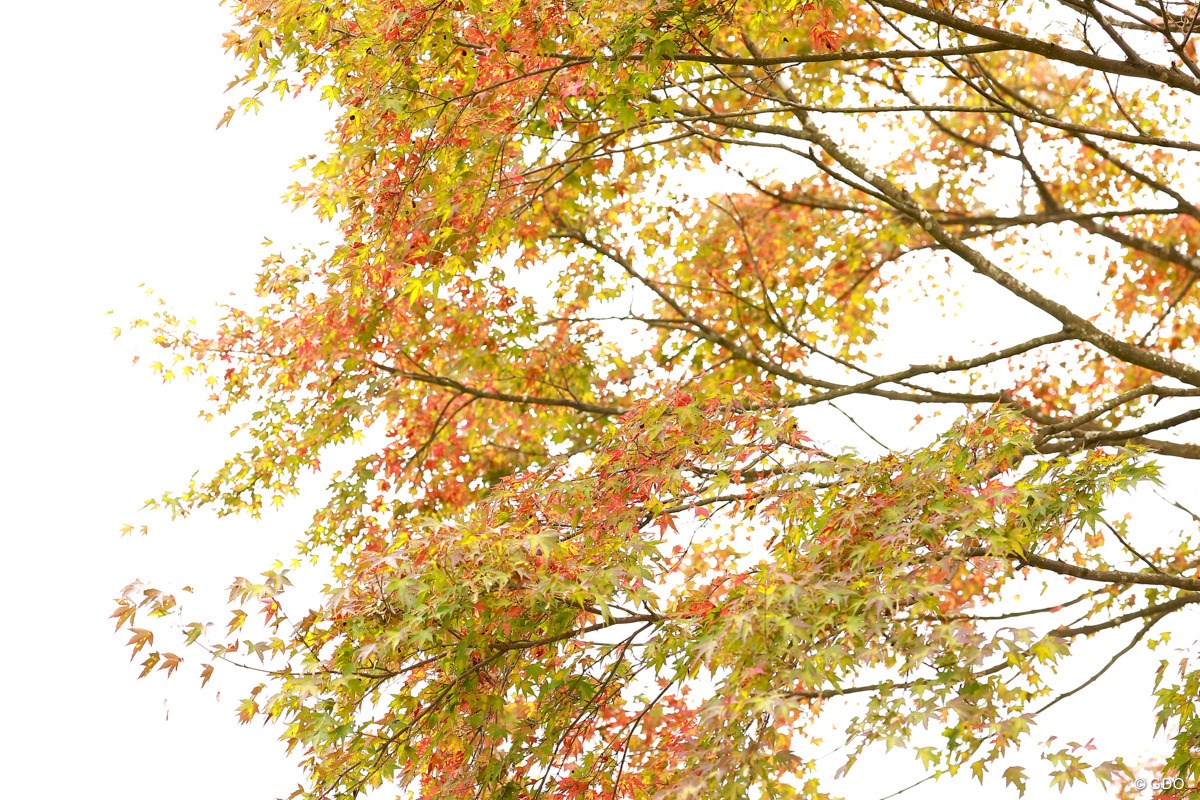 2023年 三井住友VISA太平洋マスターズ 2日目 紅葉