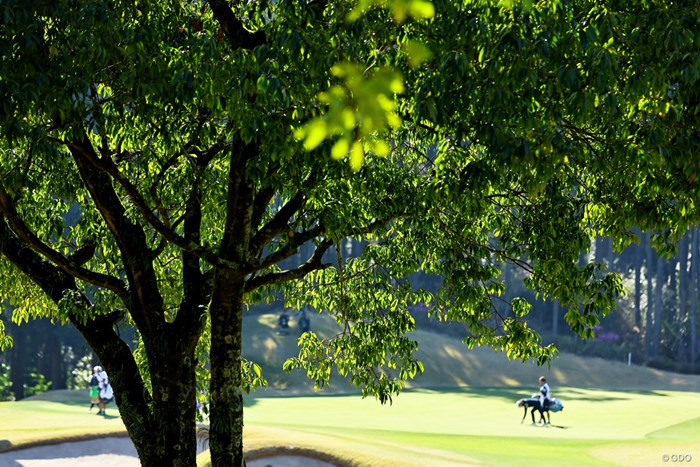 新緑 2024年 Vポイント×ENEOS ゴルフトーナメント 初日 コース