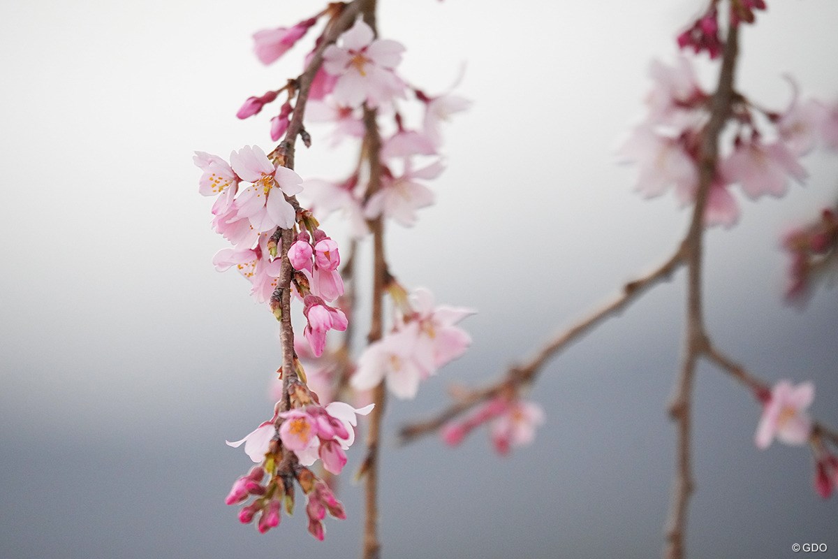 2024年 東建ホームメイトカップ 3日目 桜
