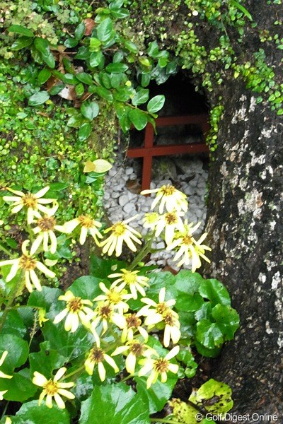 木の幹にある空洞の中にある小さな鳥居(撮影:リコー CX4/今岡涼太)