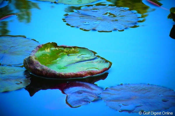 色彩が強調されるトイカメラモードで池の水蓮を撮影(撮影:リコー CX4/今岡涼太)
