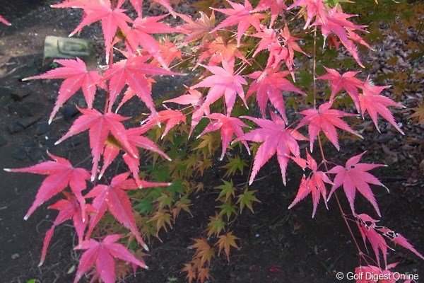 2010年 LPGAツアーチャンピオンシップリコーカップ事前情報 江田神社
