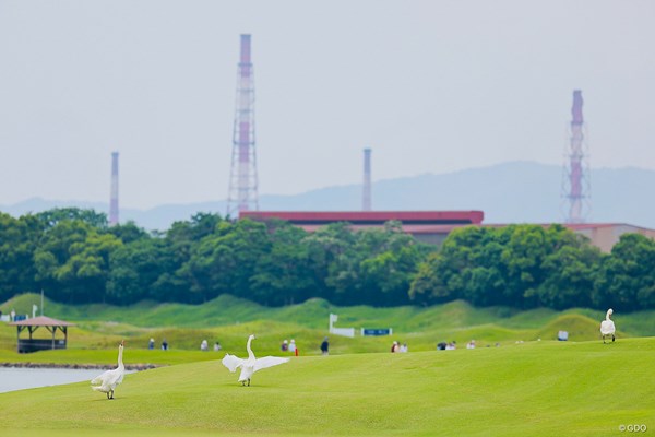 コースを悠々とお散歩