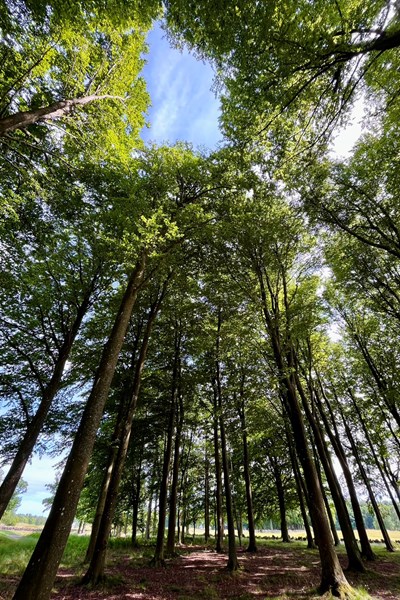 2024年 ボルボ スカンジナビア・ミックス 事前 バサトープスGK 背の高い木々もそびえます