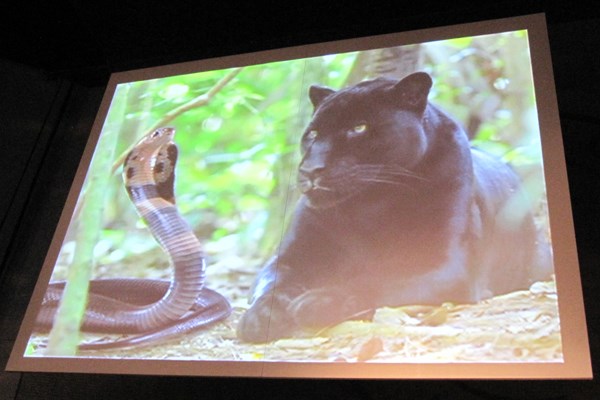 「全てのゴルファーに魅力ある商品を」コブラ・プーマが新製品を発表 NO.8 コブラ買収の経緯を話す前にスクリーンに映し出された「コブラ（蛇）とプーマ（豹）」