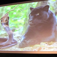 コブラ買収の経緯を話す前にスクリーンに映し出された「コブラ（蛇）とプーマ（豹）」 「全てのゴルファーに魅力ある商品を」コブラ・プーマが新製品を発表 NO.8