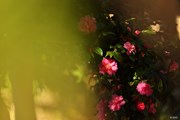 2024年 ゴルフ日本シリーズJTカップ 最終日 花