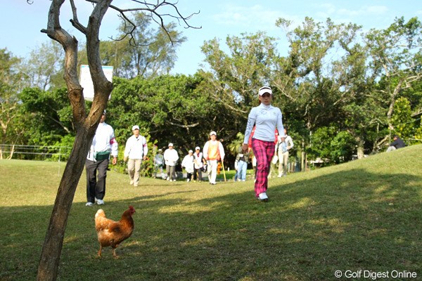 2011年 ダイキンオーキッドレディスゴルフトーナメント 最終日 有村智恵と鶏 あ、おいしそう～とは思ってないと思いますが、コース内になぜか鶏が…