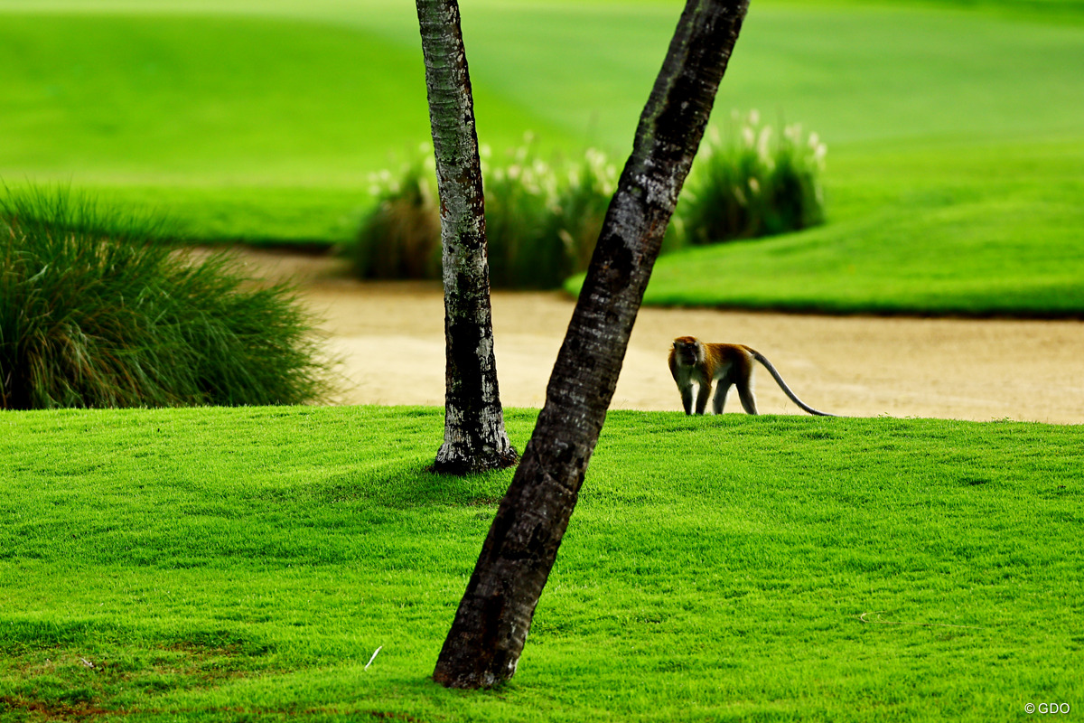 おさるのジョージ