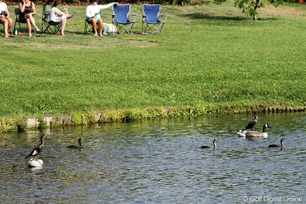 2011年 アーノルド・パーマーインビテーショナル 3日目 鳥 ホンモノは？ 18番横の池にはたくさんの鳥がいますが、さて、ホンモノはどれ？