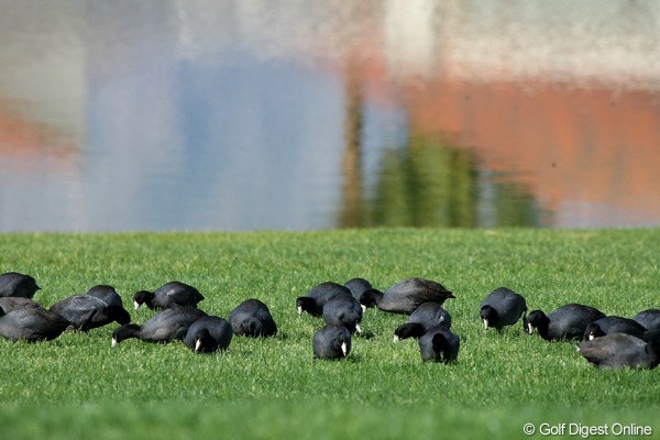 鳥 2011年クラフトナビスコチャンピオンシップ