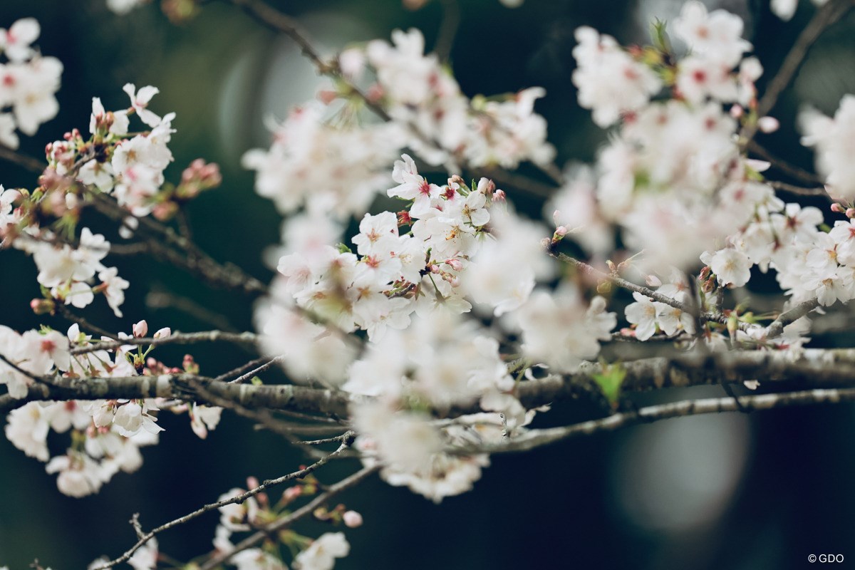 2025年 アクサレディスゴルフトーナメント in MIYAZAKI 初日 桜 春だ春だ