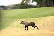 2025年 ヤマハレディースオープン葛城 3日目 ニホンカモシカ