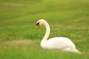 2025年 ～全英への道～ミズノオープン 2日目 白鳥