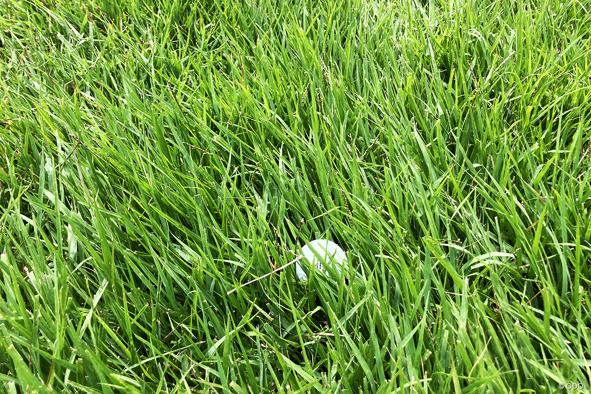 ラフは100mmで刈り止め。しっかり長い