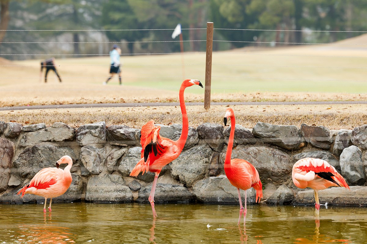 ゴルフ日和 島ヶ原CC