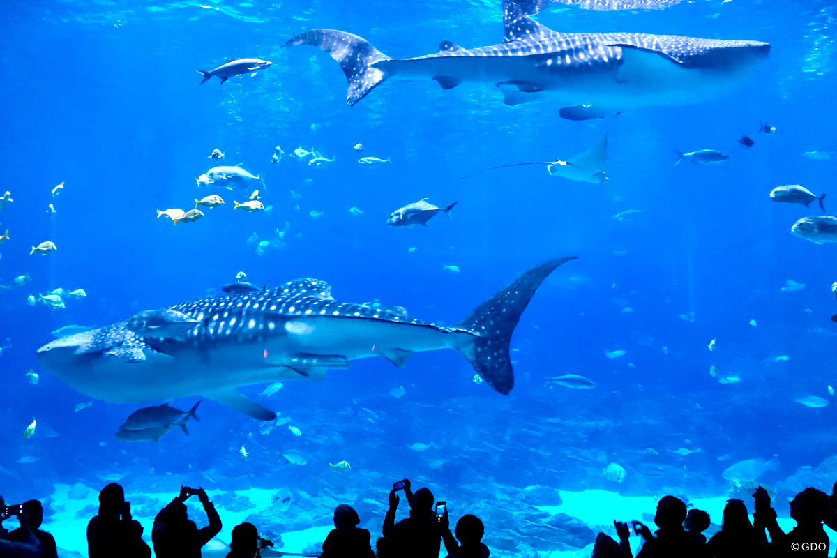 ジョージア水族館。ジンベエザメ大きい～
