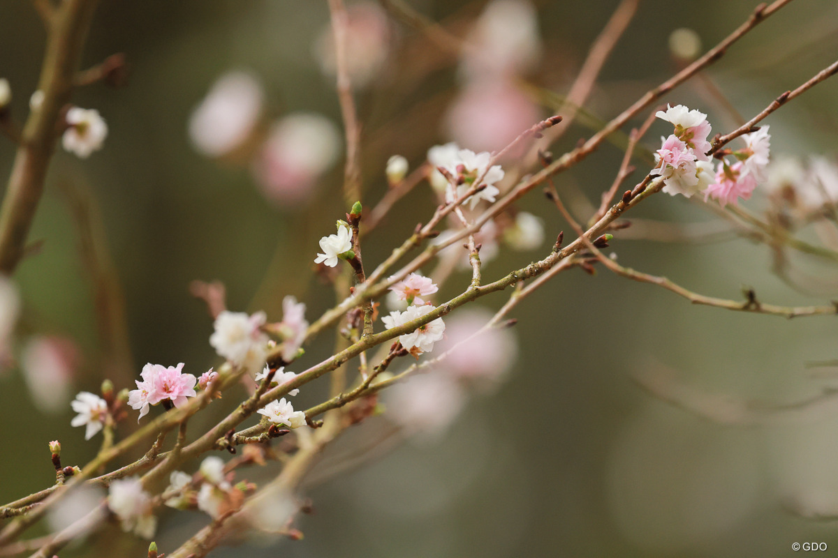 秋のさくら？ 2025年 大王製紙エリエールレディスオープン 初日 大里桃子