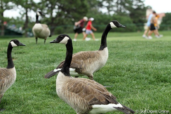 2011年 全米女子オープン事前情報 自然 選手も鳥もいっしょにコースを歩く