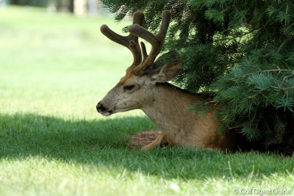 2011年 全米女子オープン事前情報 野生の鹿 木陰で休む牡鹿。角がまだ生えたばかりだ