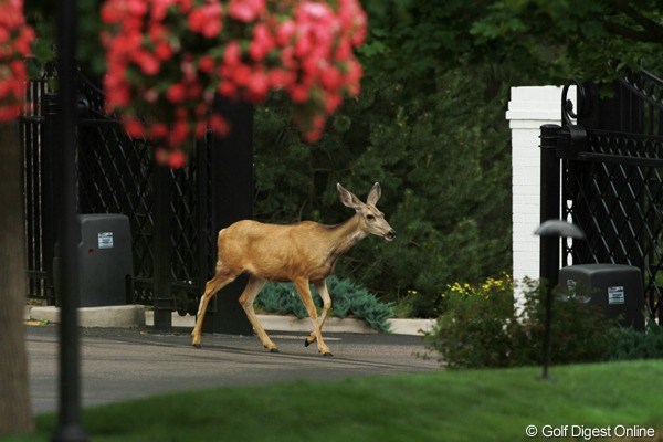 2011年 全米女子オープン事前情報 野生の鹿 リゾートが飼っているわけではなりません。自由に歩き回っているんです