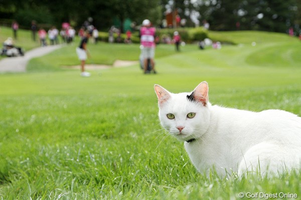 2011年 エビアンマスターズ 3日目 猫