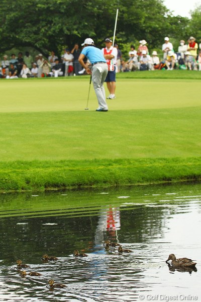 2011年 サン・クロレラ クラシック 初日 8番ホールのカルガモ親子