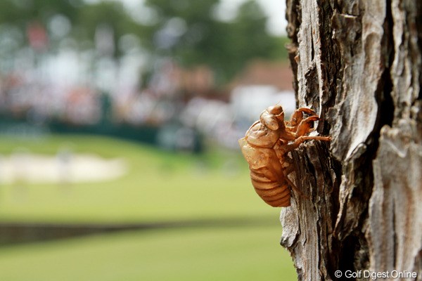 2011年 全米プロゴルフ選手権 初日 蝉 10年前の大会のときに地中にいた幼虫が、今年の大会でやっと地上に出てきて成虫になり、大きな声で鳴いている