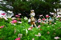 花畑