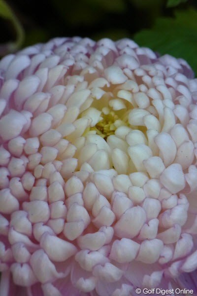 霧島神宮に奉納された菊をズームマクロで撮影（撮影：リコー CX5）